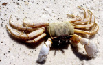 Ghost Crab